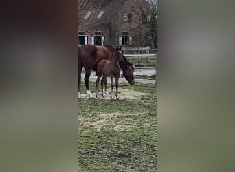 Poney de selle allemand, Jument, Poulain (02/2026)