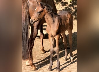 Poney de selle allemand, Jument, Poulain (05/2026)
