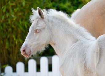 Poney de selle allemand, Jument, , Cremello