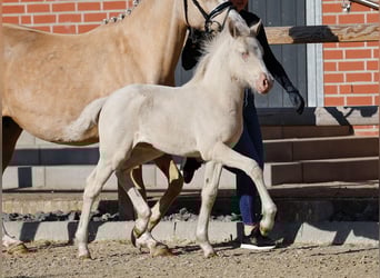 Poney de selle allemand, Jument, , Cremello