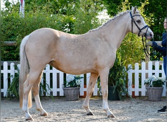 Poney de selle allemand, Jument, , Cremello