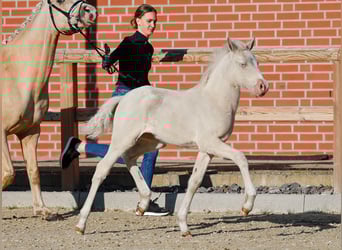 Poney de selle allemand, Jument, , Cremello