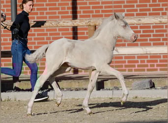 Poney de selle allemand, Jument, , Cremello