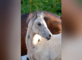 Poney de selle allemand, Jument, , Isabelle