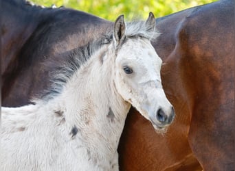 Poney de selle allemand, Jument, , Isabelle