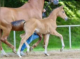 Poney de selle allemand, Jument, Poulain (05/2024), Isabelle