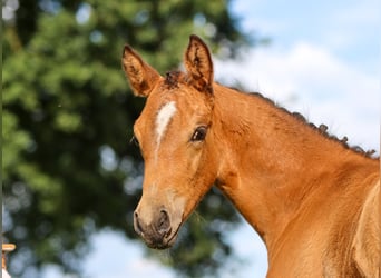 Poney de selle allemand, Jument, Poulain (05/2024), Isabelle