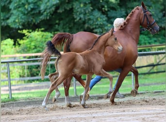 Poney de selle allemand, Jument, Poulain (05/2024), Isabelle