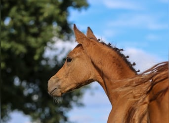 Poney de selle allemand, Jument, Poulain (05/2024), Isabelle