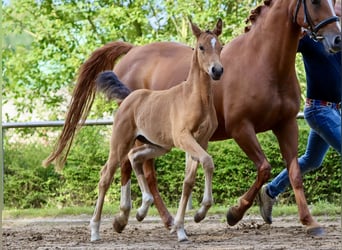 Poney de selle allemand, Jument, Poulain (05/2024), Isabelle