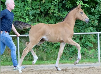 Poney de selle allemand, Jument, Poulain (05/2024), Isabelle