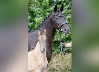 Poney de selle allemand, Jument, Poulain (05/2025), Isabelle