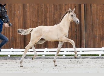 Poney de selle allemand, Jument, Poulain (05/2025), Isabelle