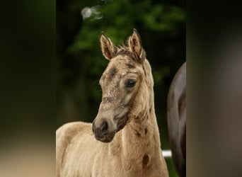 Poney de selle allemand, Jument, Poulain (04/2024), Isabelle