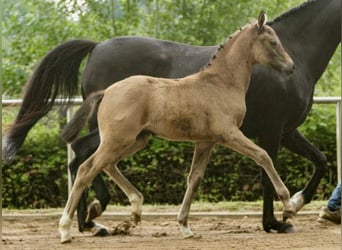 Poney de selle allemand, Jument, Poulain (04/2024), Isabelle