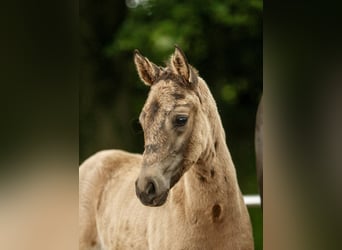 Poney de selle allemand, Jument, Poulain (04/2024), Isabelle