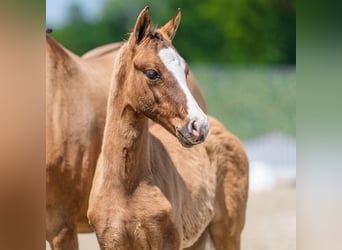 Poney de selle allemand, Jument, Poulain (04/2026), Isabelle