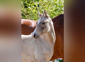 Poney de selle allemand, Jument, , Isabelle