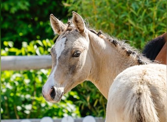 Poney de selle allemand, Jument, , Isabelle