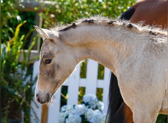Poney de selle allemand, Jument, , Isabelle