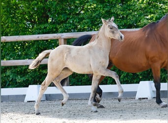 Poney de selle allemand, Jument, , Isabelle