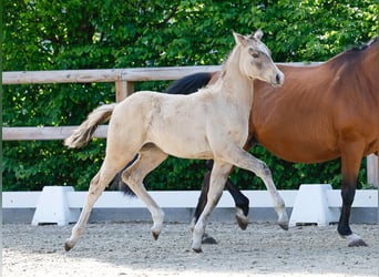 Poney de selle allemand, Jument, , Isabelle