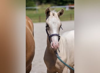 Poney de selle allemand, Jument, Poulain (04/2024), Palomino