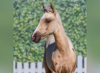 Poney de selle allemand, Jument, Poulain (03/2026), Palomino