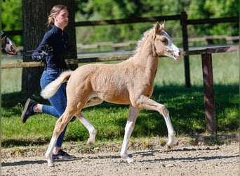 Poney de selle allemand, Jument, , Palomino