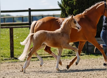 Poney de selle allemand, Jument, , Palomino