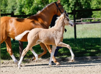 Poney de selle allemand, Jument, , Palomino