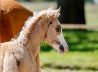 Poney de selle allemand, Jument, , Palomino