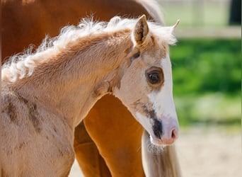 Poney de selle allemand, Jument, , Palomino