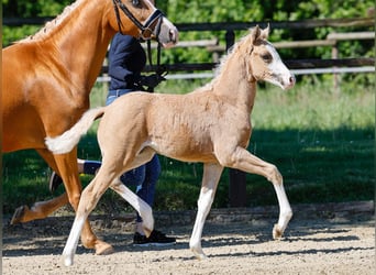 Poney de selle allemand, Jument, , Palomino