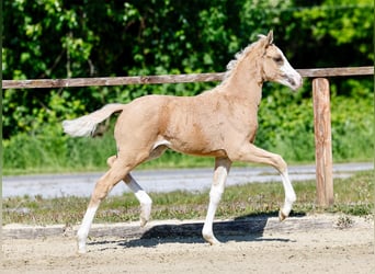 Poney de selle allemand, Jument, , Palomino