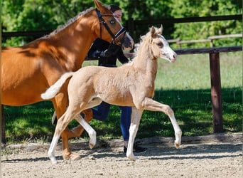 Poney de selle allemand, Jument, , Palomino