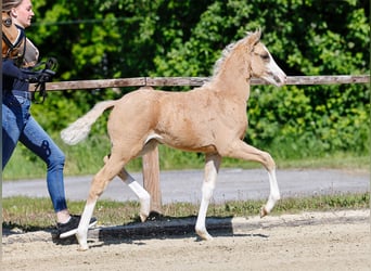 Poney de selle allemand, Jument, , Palomino