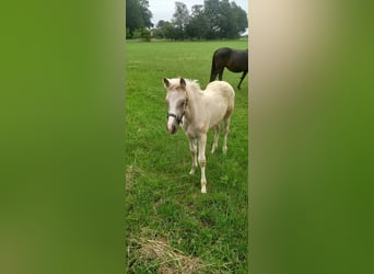 Poney de selle allemand, Jument, Poulain (04/2026), Palomino