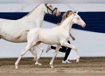 Poney de selle allemand, Jument, Poulain (04/2024), Perlino