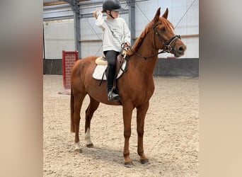 Poney de selle autrichien Croisé, Hongre, 6 Ans, 150 cm, Alezan