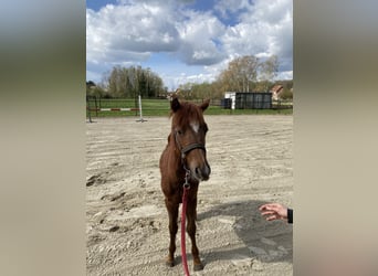 Poney de selle belge, Étalon, 1 Année, 126 cm