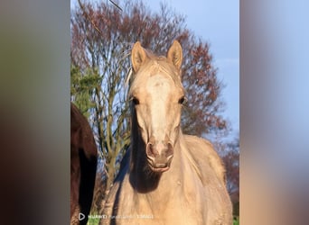 Poney de selle belge, Étalon, 1 Année, 145 cm, Palomino