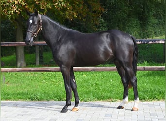 Poney de selle belge, Étalon, 2 Ans, 146 cm, Noir