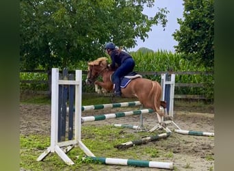 Poney de selle belge, Étalon, 3 Ans, 126 cm, Alezan