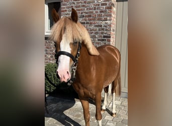 Poney de selle belge, Étalon, 3 Ans, 126 cm, Alezan