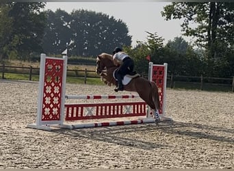 Poney de selle belge, Étalon, 3 Ans, 126 cm, Alezan
