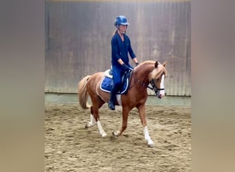 Poney de selle belge, Étalon, 3 Ans, 126 cm, Alezan