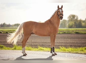 Poney de selle belge, Étalon, 4 Ans, 145 cm, Palomino
