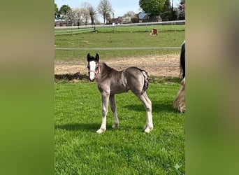 Poney de selle belge, Étalon, Poulain (04/2026), 147 cm, Isabelle