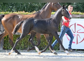 Poney de selle belge, Étalon, Poulain (04/2023), Bai brun